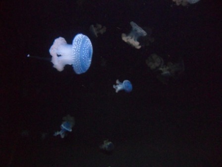 Медузы в Океанариуме